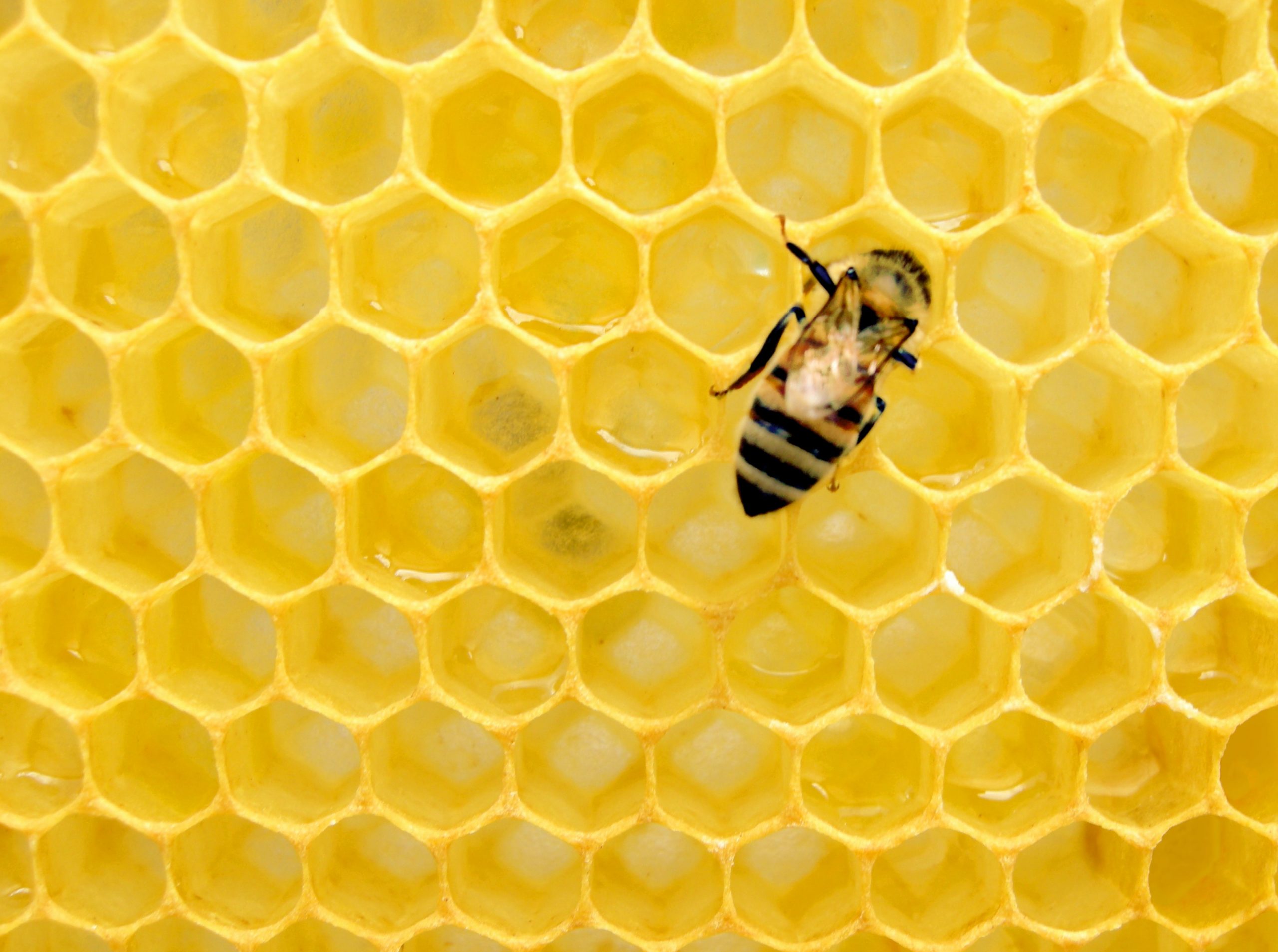 Bee Salute! post thumbnail image